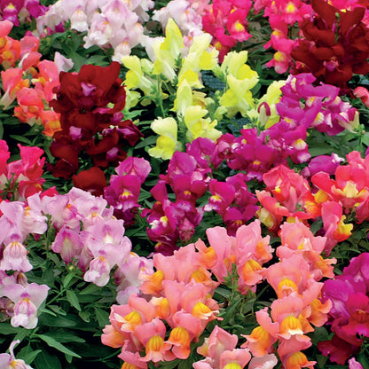 Antirrhinum Snappy Mix