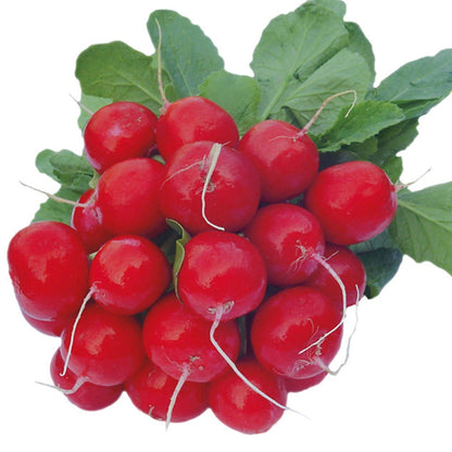 Radish Celesta F1 AGM