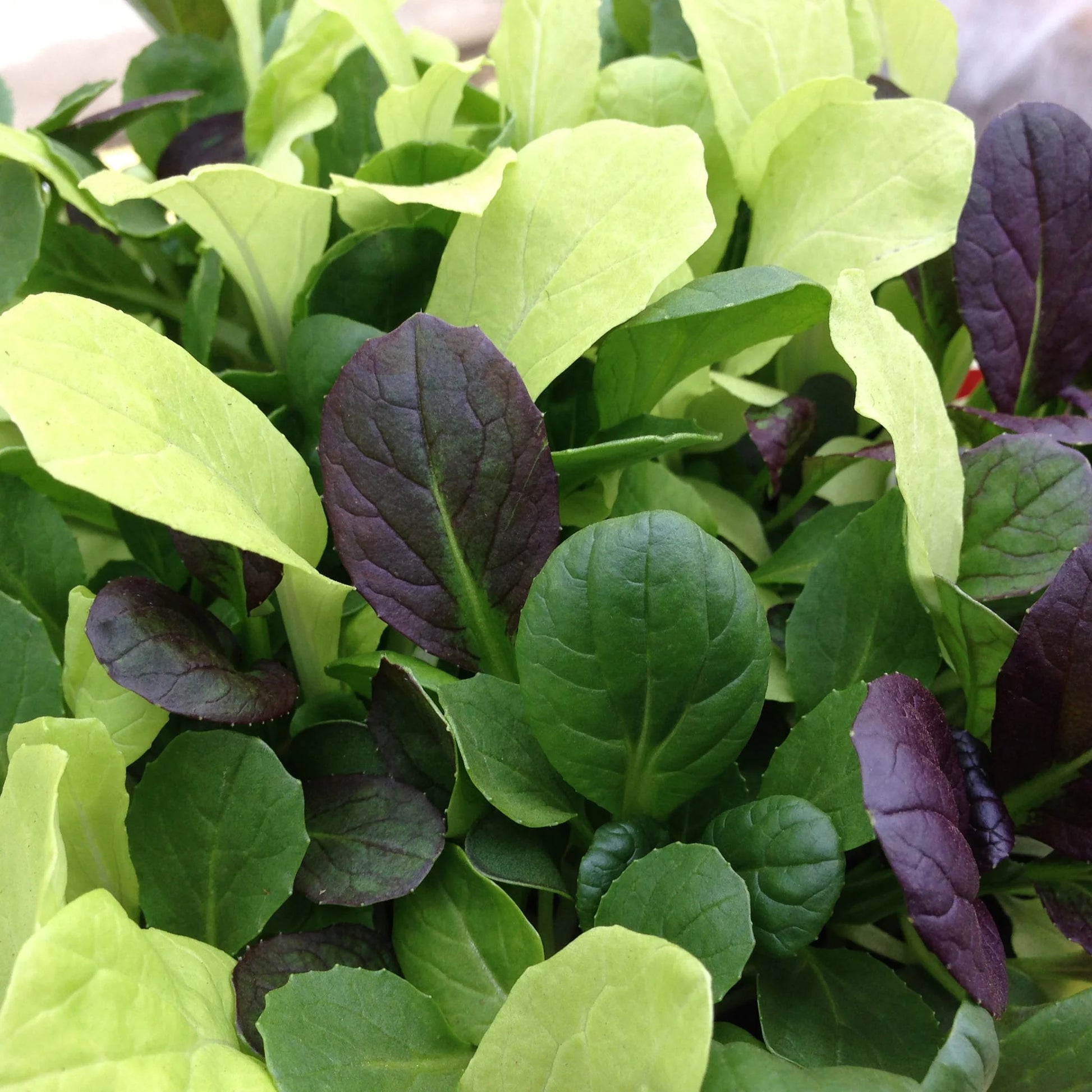 MicroGreens Pak Choi Colour Crunch Mix