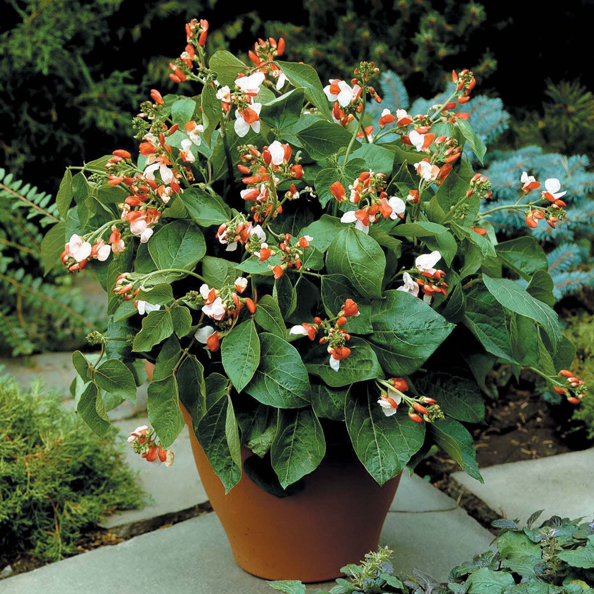 Runner Bean Hestia (Dwarf)