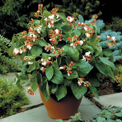 Runner Bean Hestia (Dwarf)