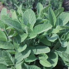Herb Sage Green Leaved