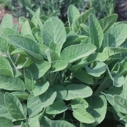 Herb Sage Green Leaved