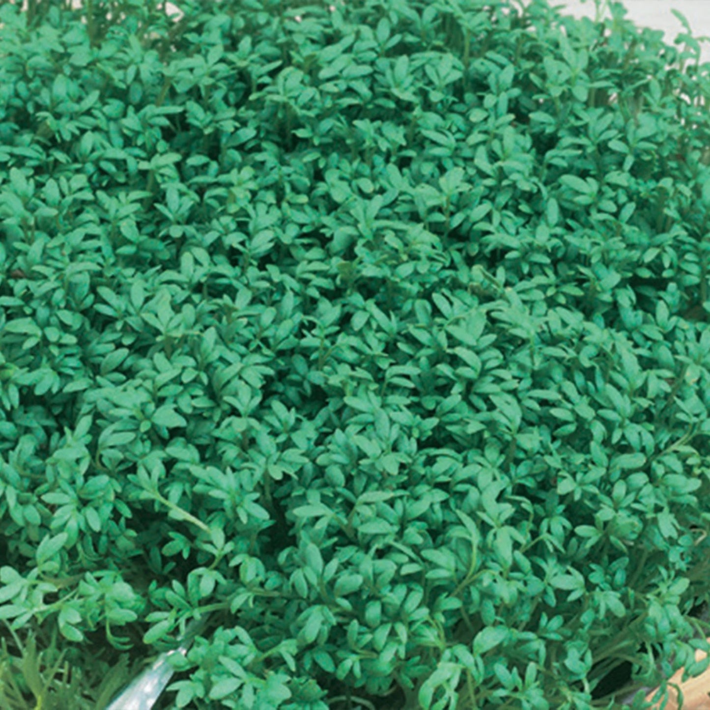 Unwins Seeds - Organic