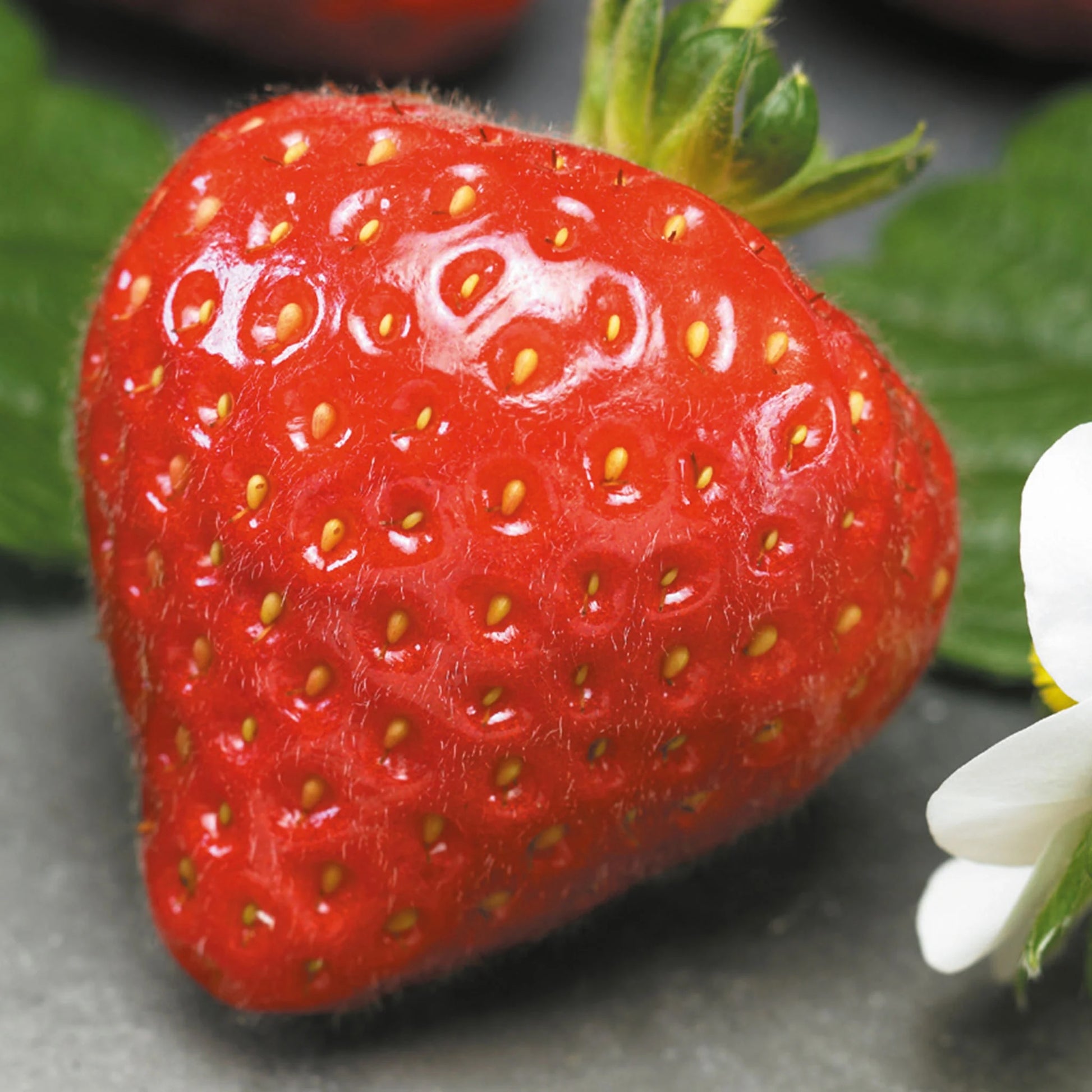 Strawberry Grandian F1