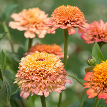 Zinnia Cresto Peachy Pink