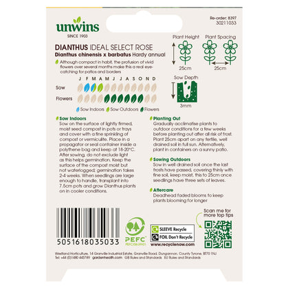 Dianthus Ideal Select Rose