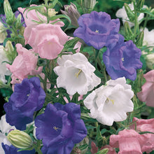 Canterbury Bells Cup & Saucer