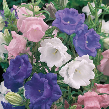 Canterbury Bells Cup & Saucer