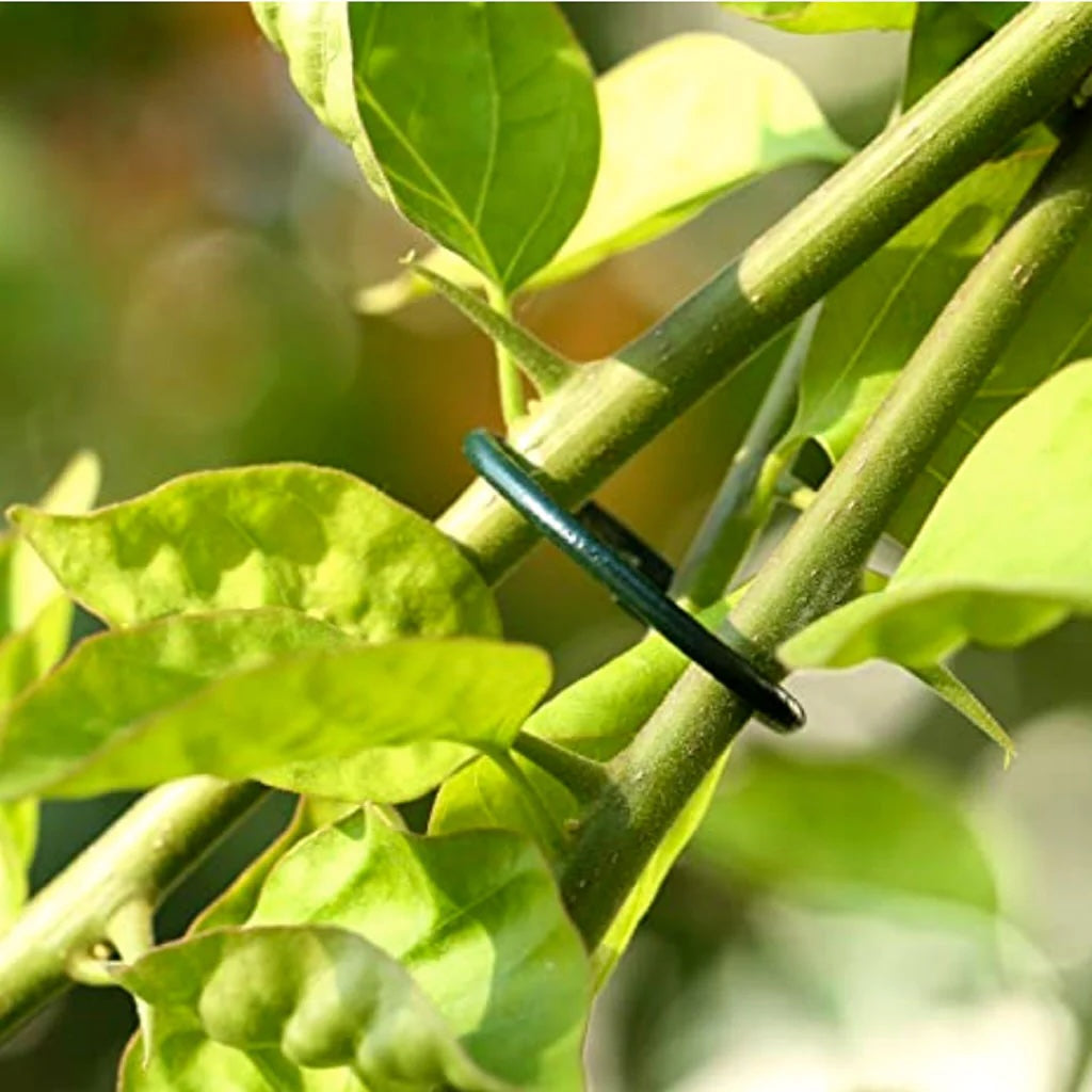 Growers Choice Plastic Coated Plant Rings Green 2.5cm 50pk