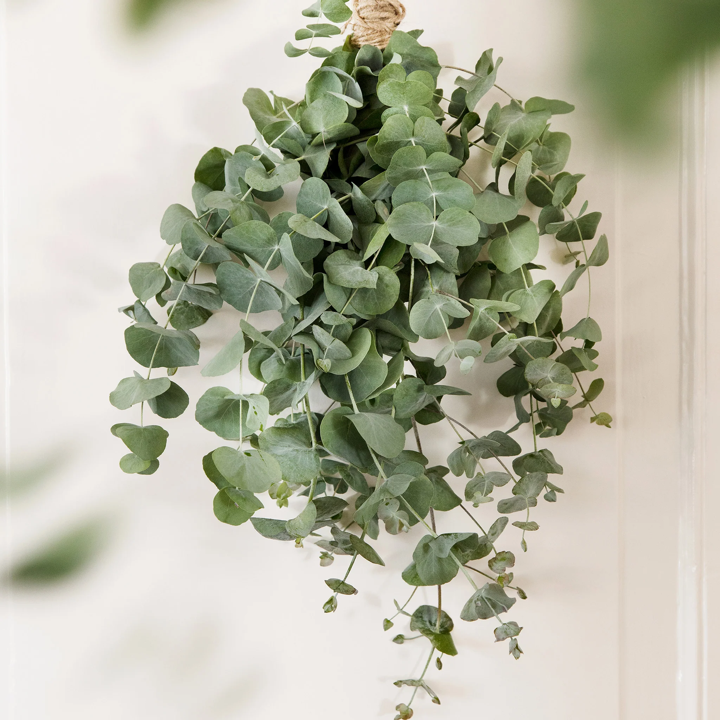 Unwins Seeds - Houseplant