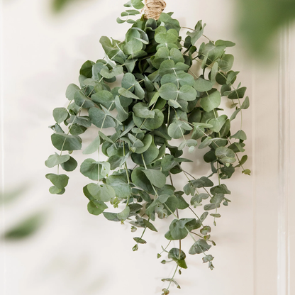 Unwins Seeds - Houseplant