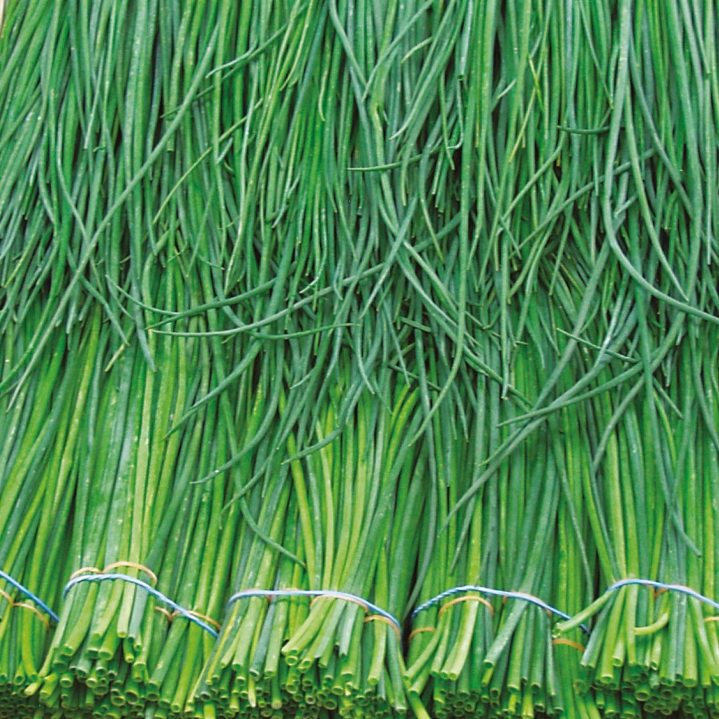 Herb Chives Polyvert