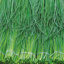 Herb Chives Polyvert