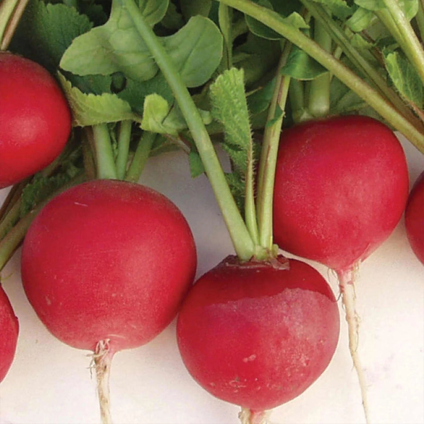 Radish Annabel F1