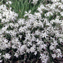 Alpine Dianthus Little Maiden