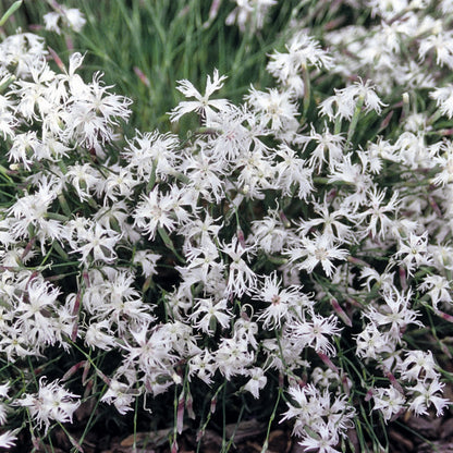 Alpine Dianthus Little Maiden