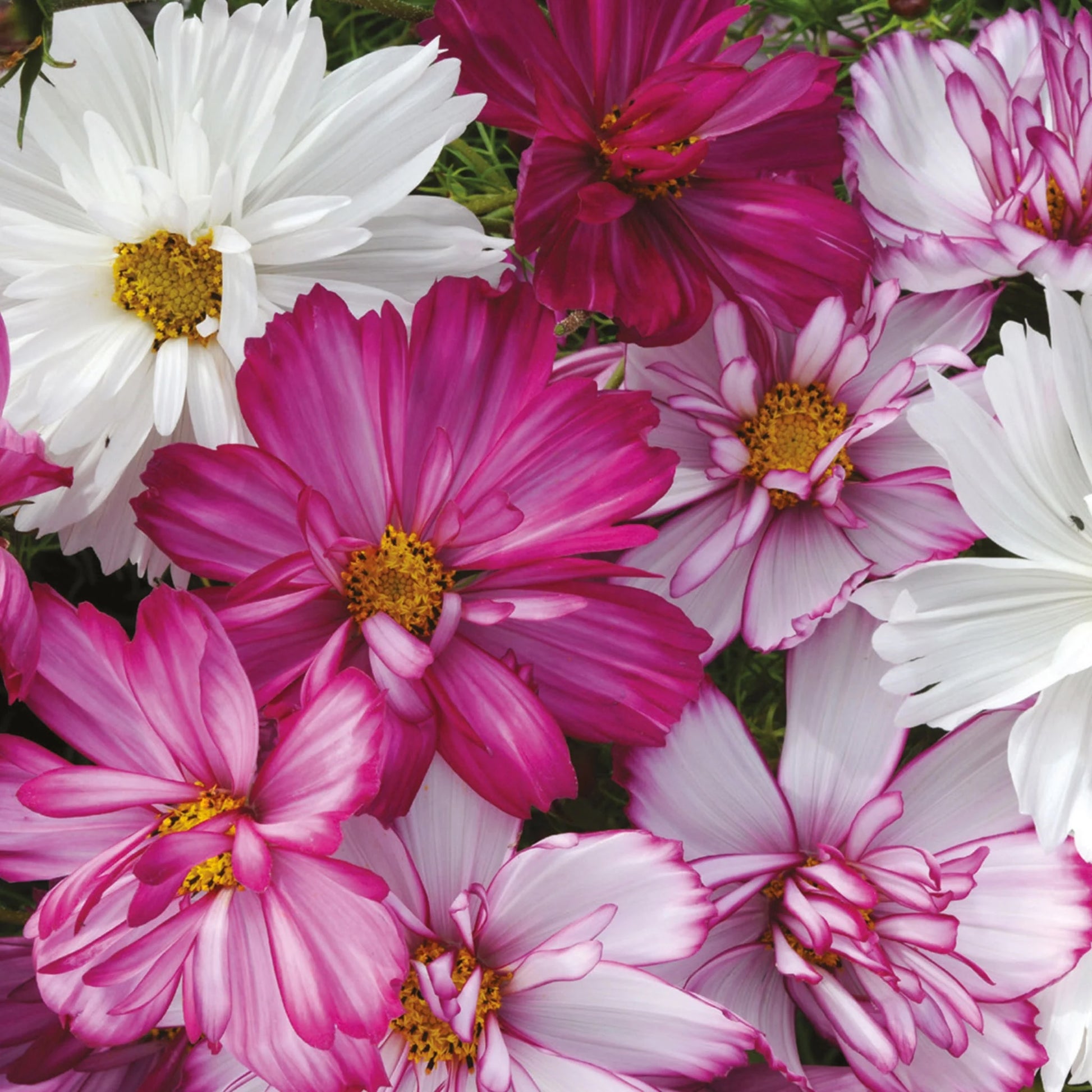 Unwins Cosmos Pink Seed Bundle