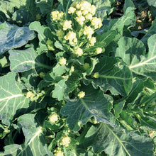 Broccoli Burbank F1