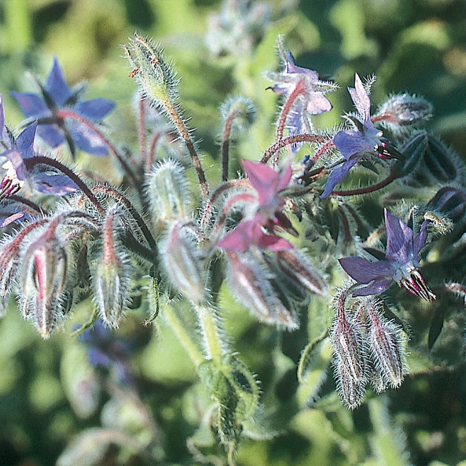 Unwins Seeds - Organic