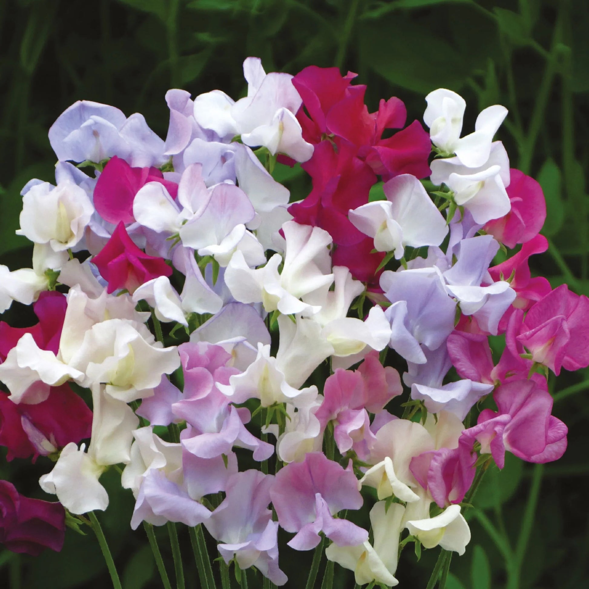 Unwins Sweet Pea Seed Lovers Bundle