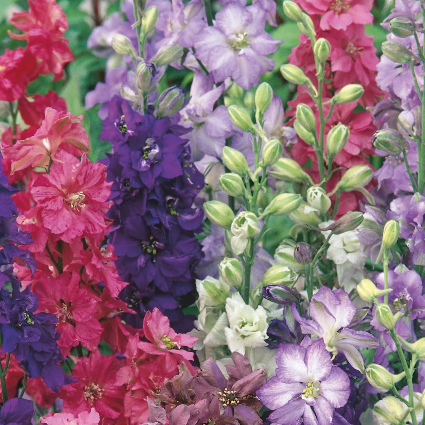 Larkspur Unwins Special Mix