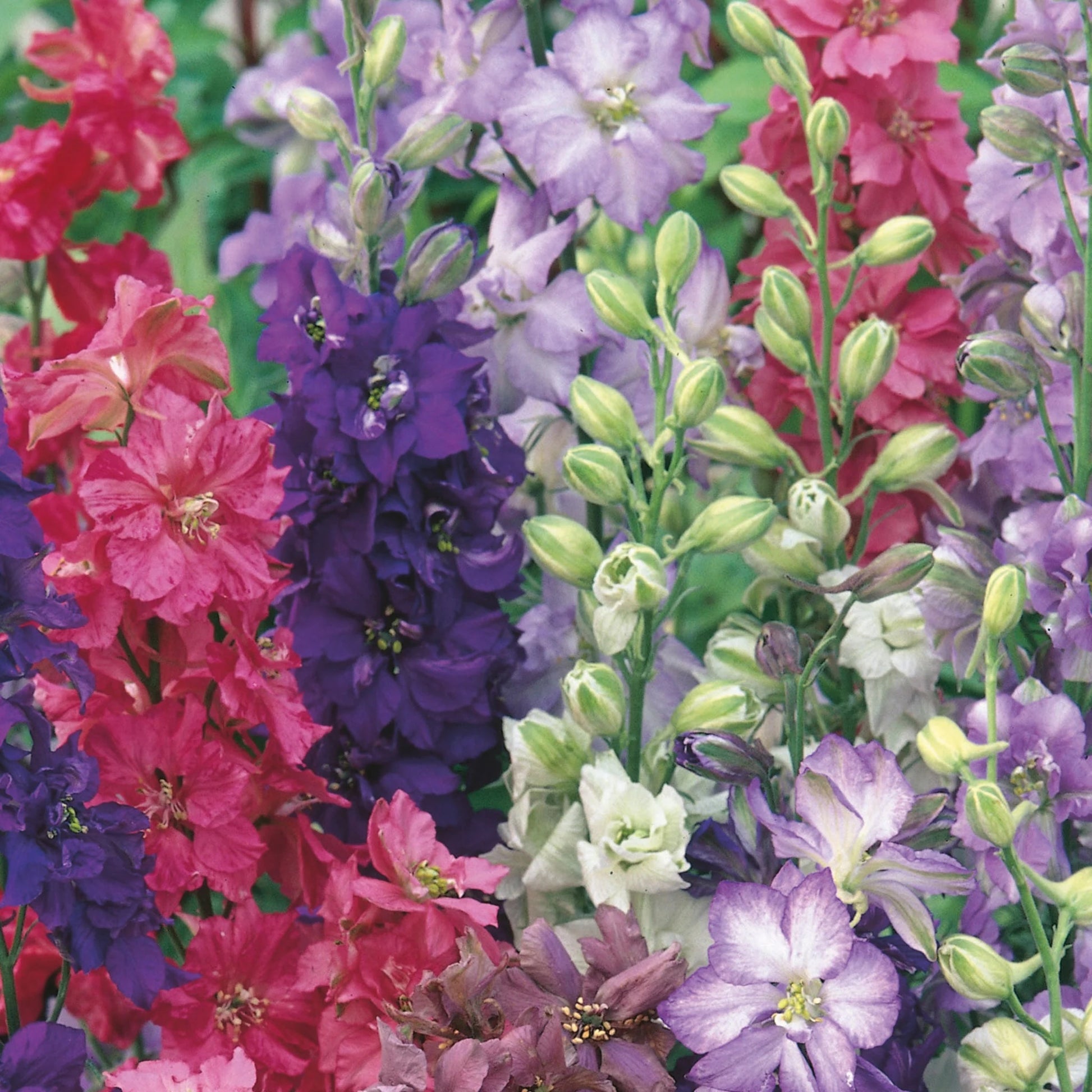 Larkspur Unwins Special Mix