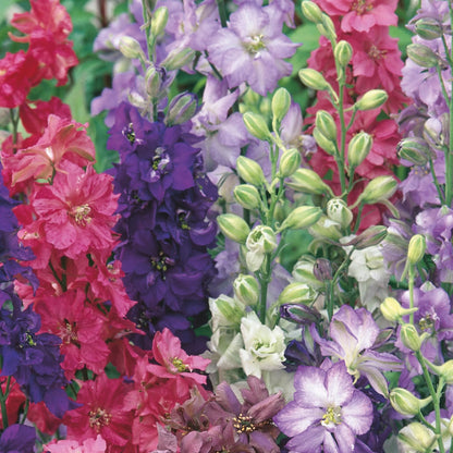 Larkspur Unwins Special Mix