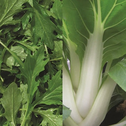 Salad Spicy Collection Pack