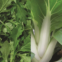 Salad Spicy Collection Pack