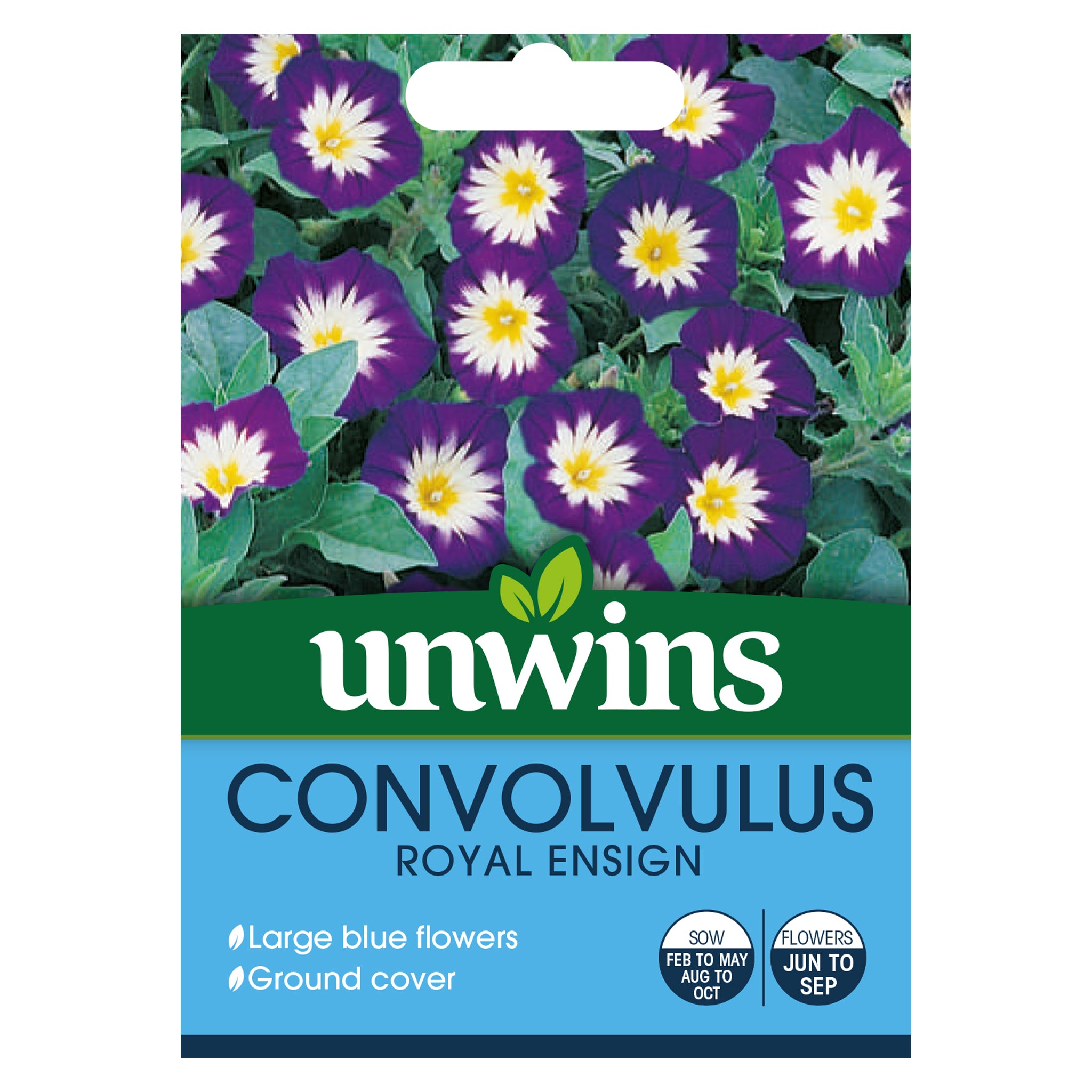 Convolvulus Royal Ensign