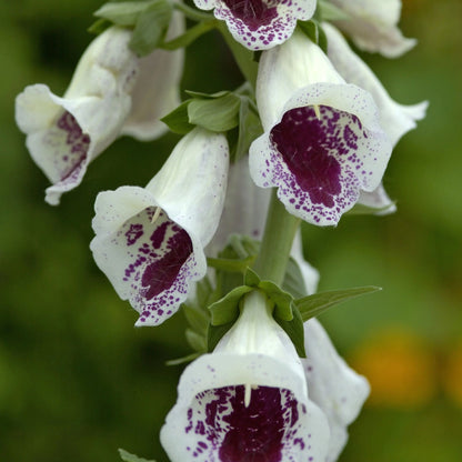 Foxglove Bubbly Pink F1