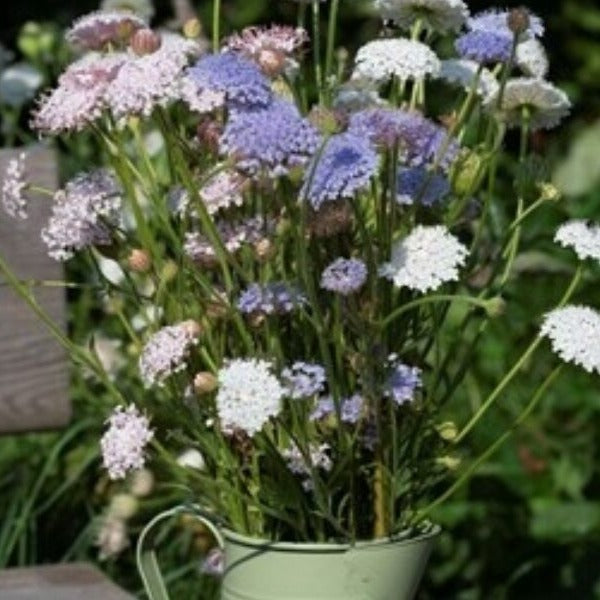 Trachymene Lace Heavenly Umbels Mix