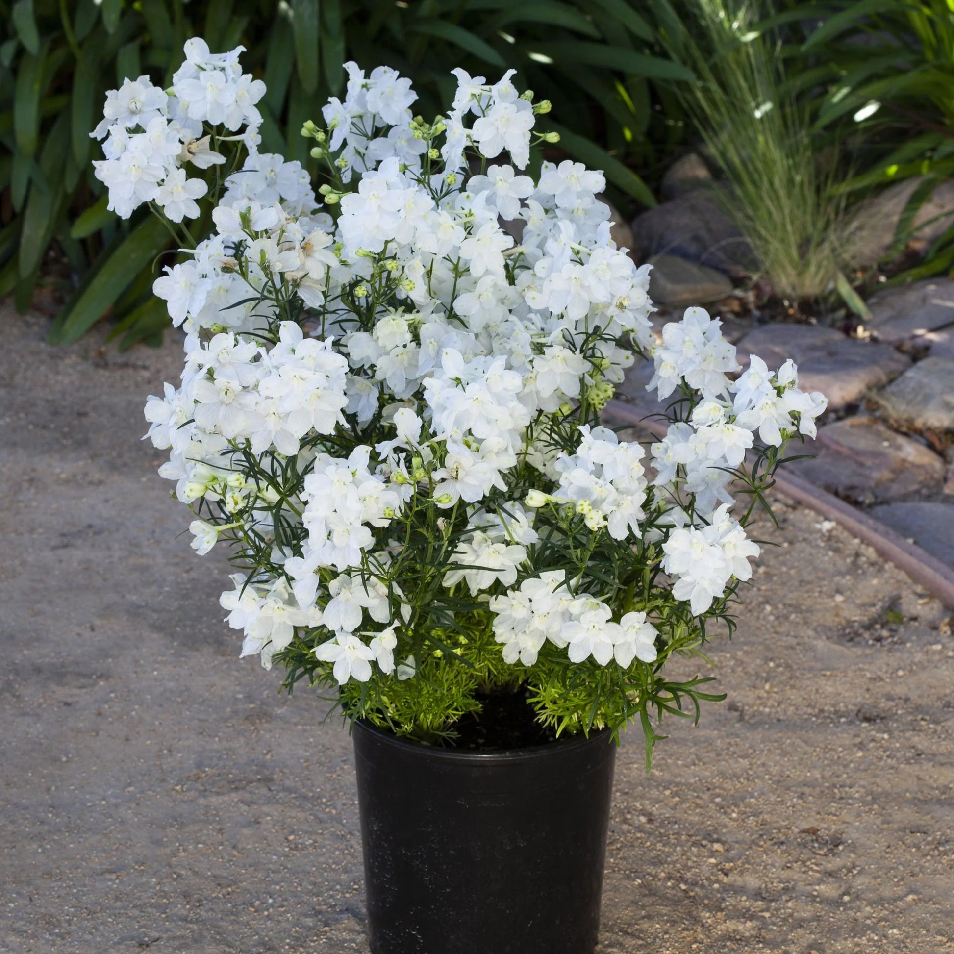 Delphinium Hunky Dory White F1