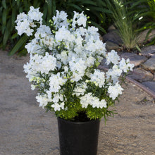 Delphinium Hunky Dory White F1