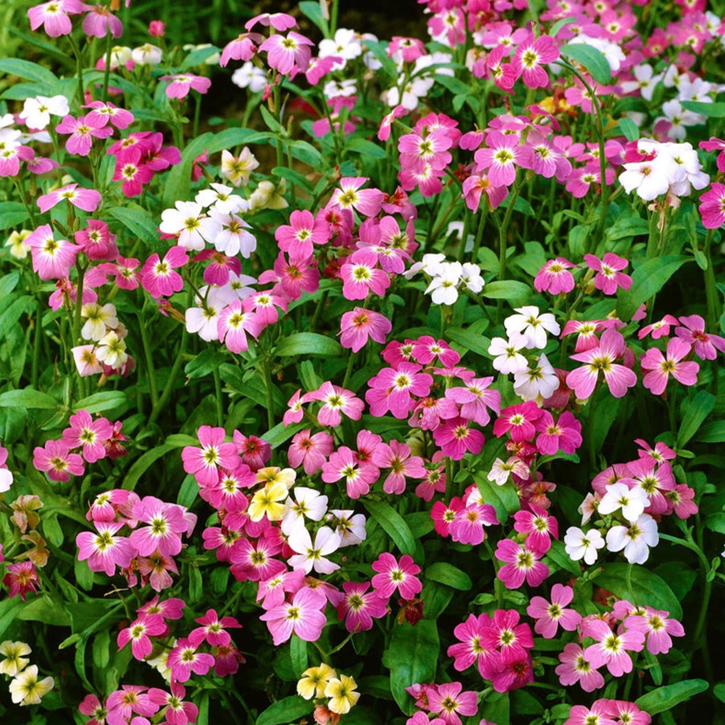 Stock (Virginian) Stardust Mix