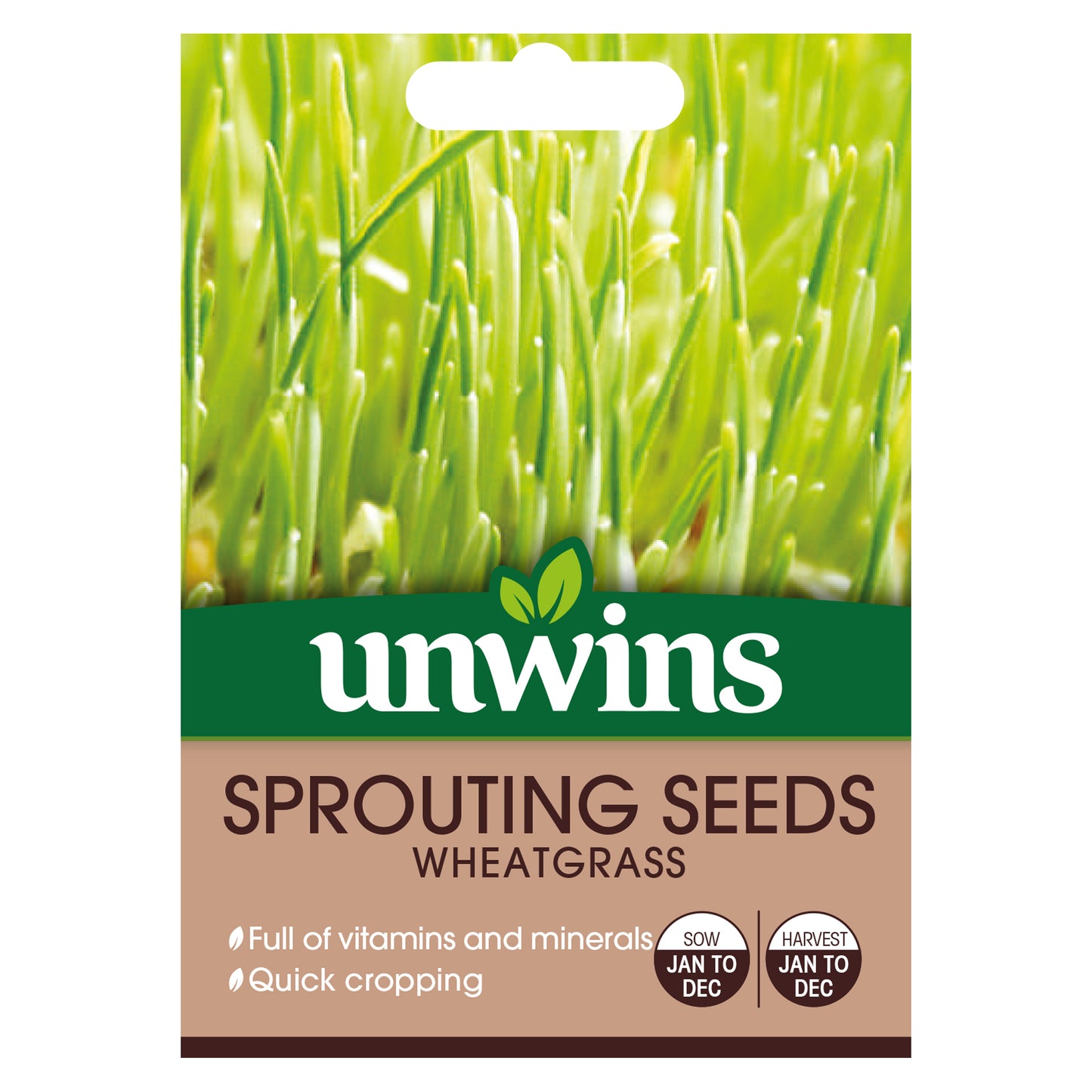 Sprouting Seeds Wheatgrass