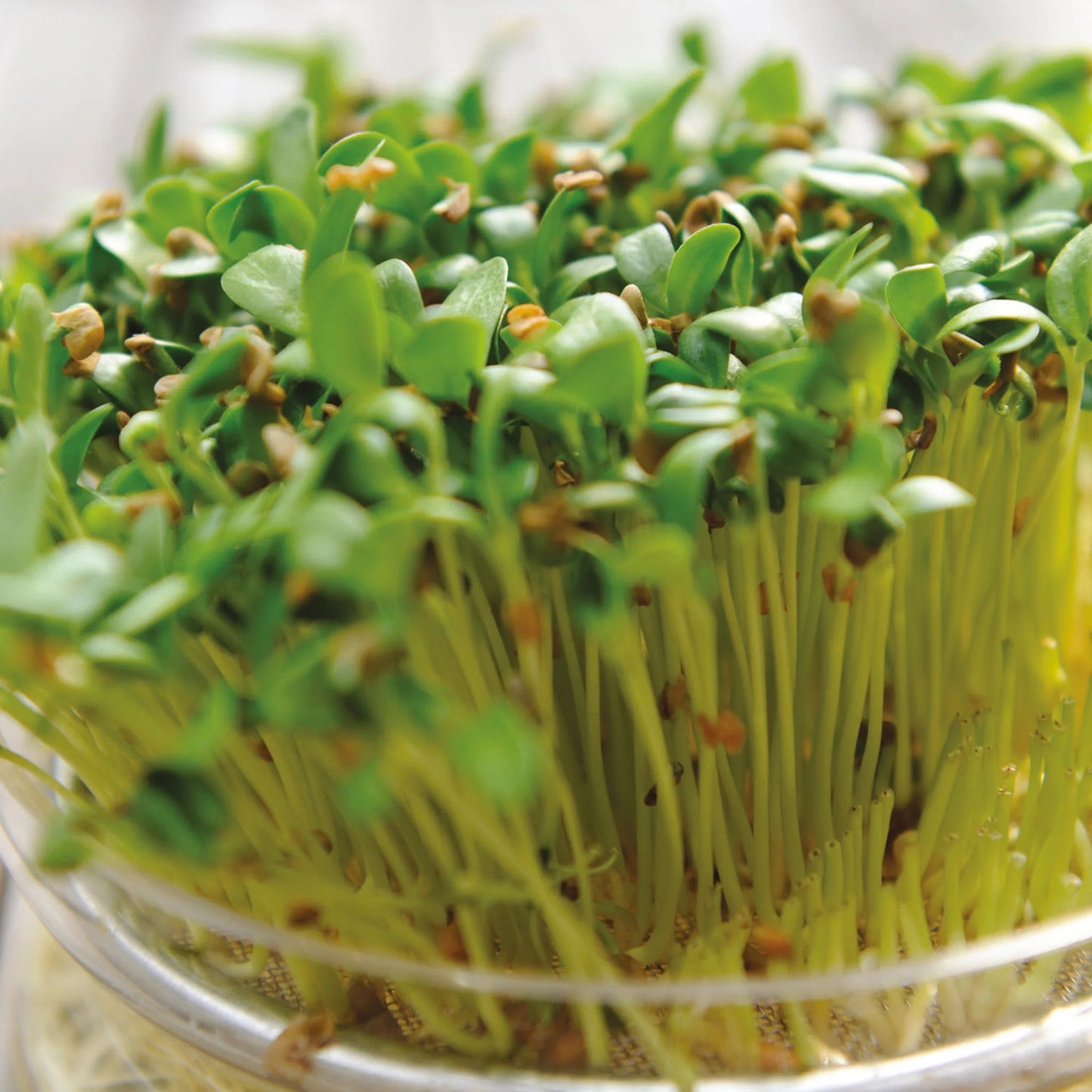 MicroGreens Fenugreek