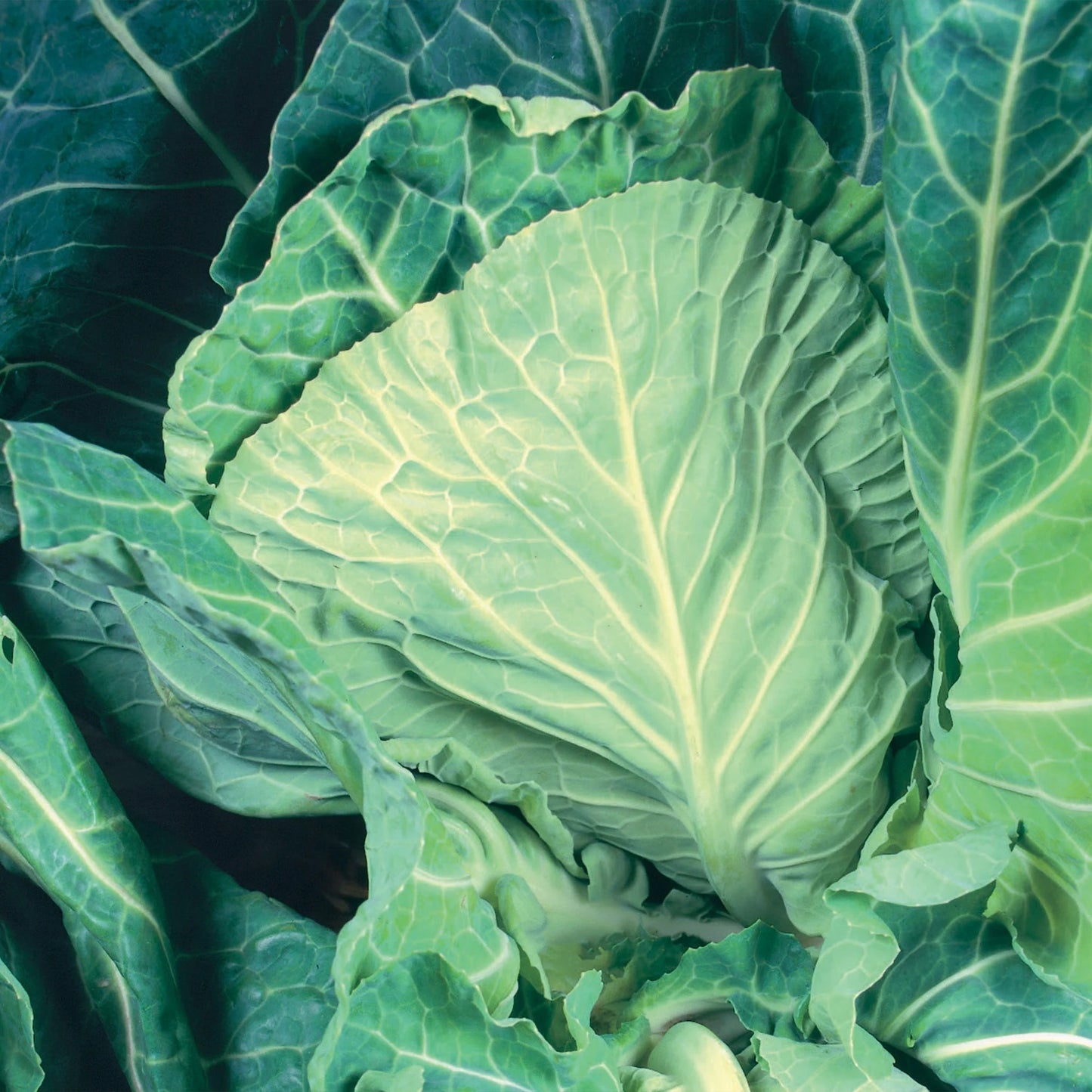 Cabbage (Spring Greens) Winter Special