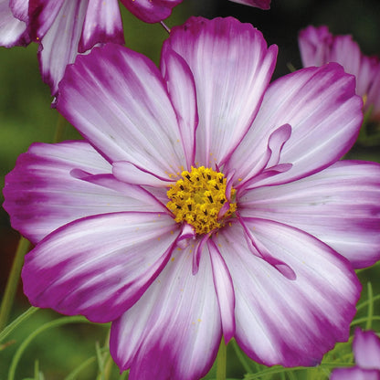 Unwins Cosmos Pink Seed Bundle