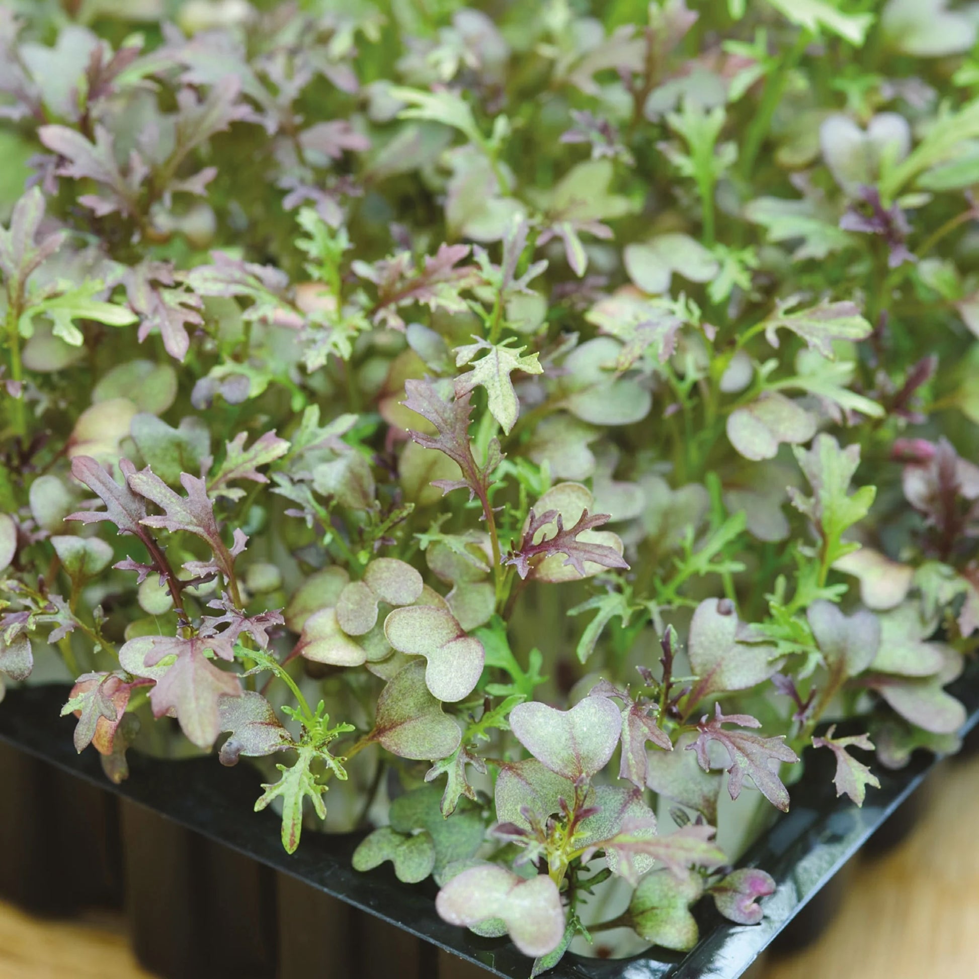 MicroGreens Mustard Red Frills