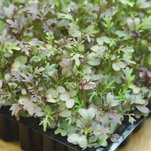 MicroGreens Mustard Red Frills