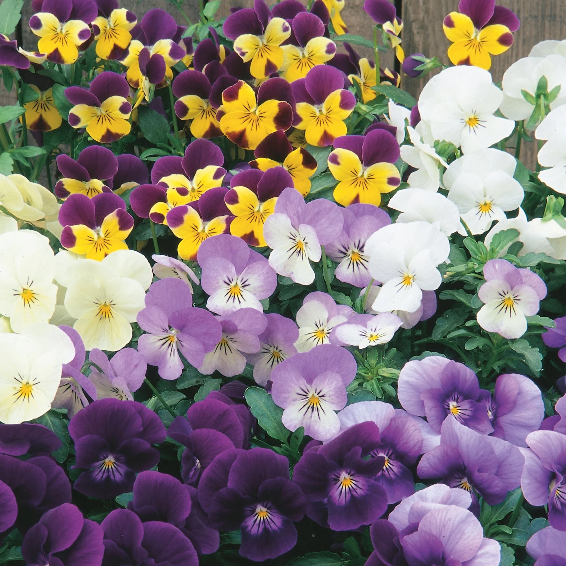 Viola Spring Sherbets