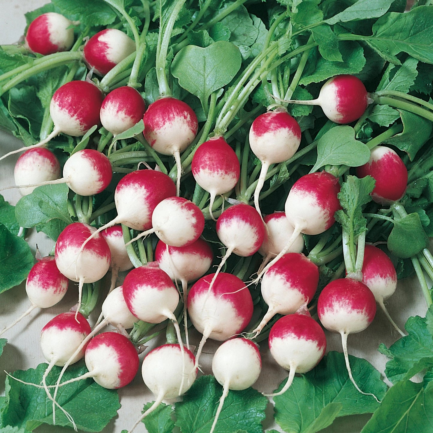 Radish Sparkler