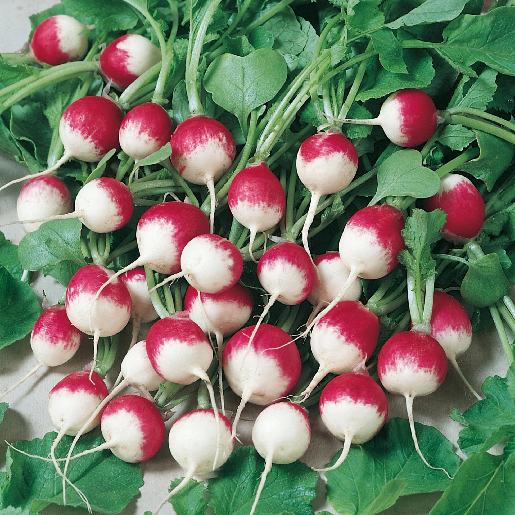 Radish Sparkler