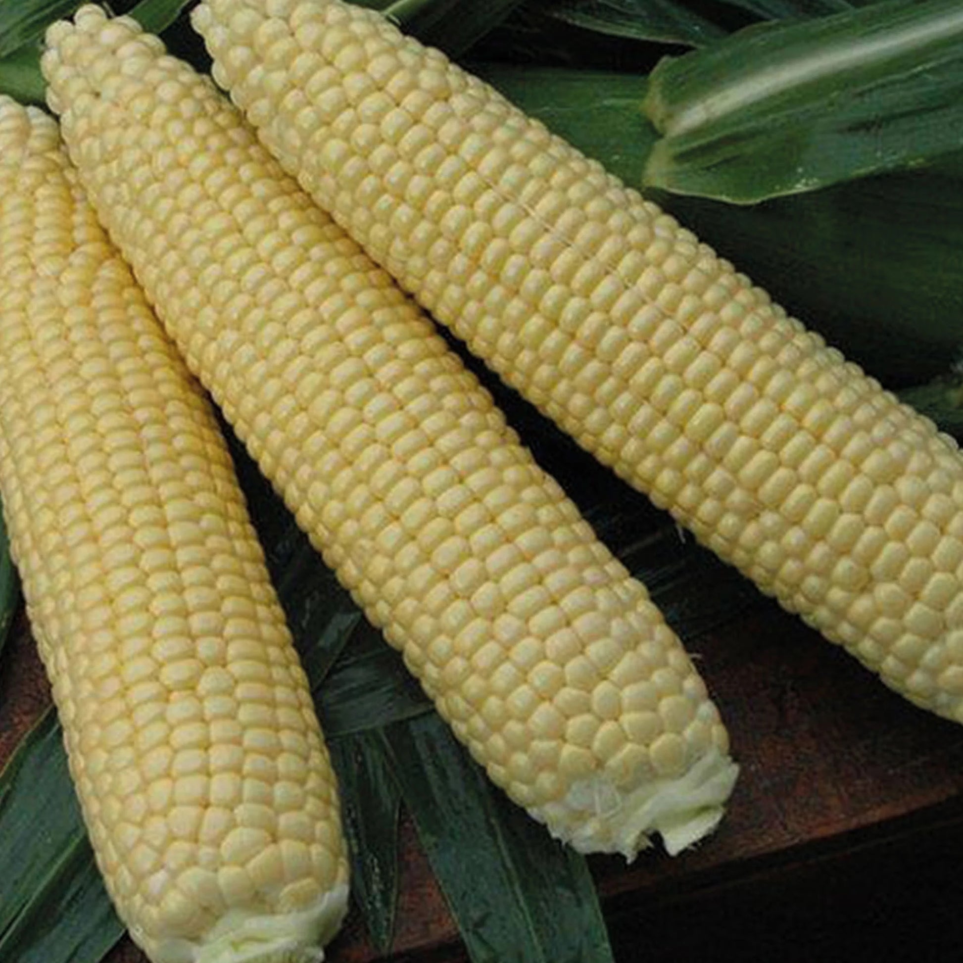 Sweetcorn Alliance F1