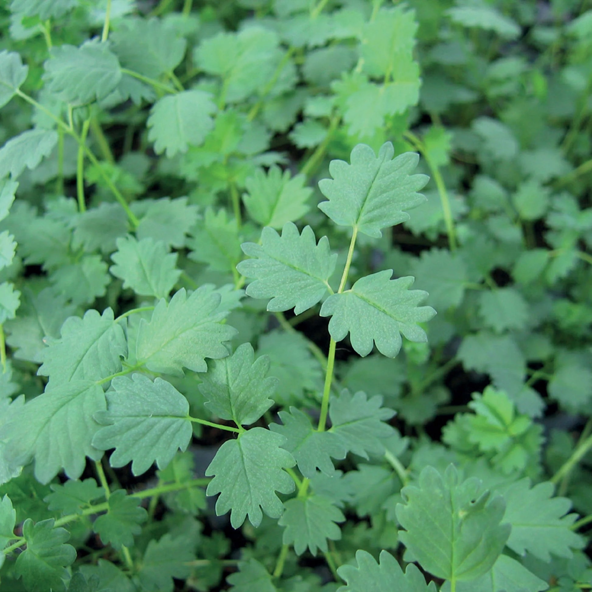 Herb Salad Burnet