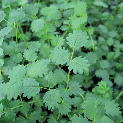 Herb Salad Burnet