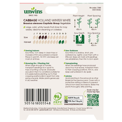 Cabbage (Round) Holland Winter White