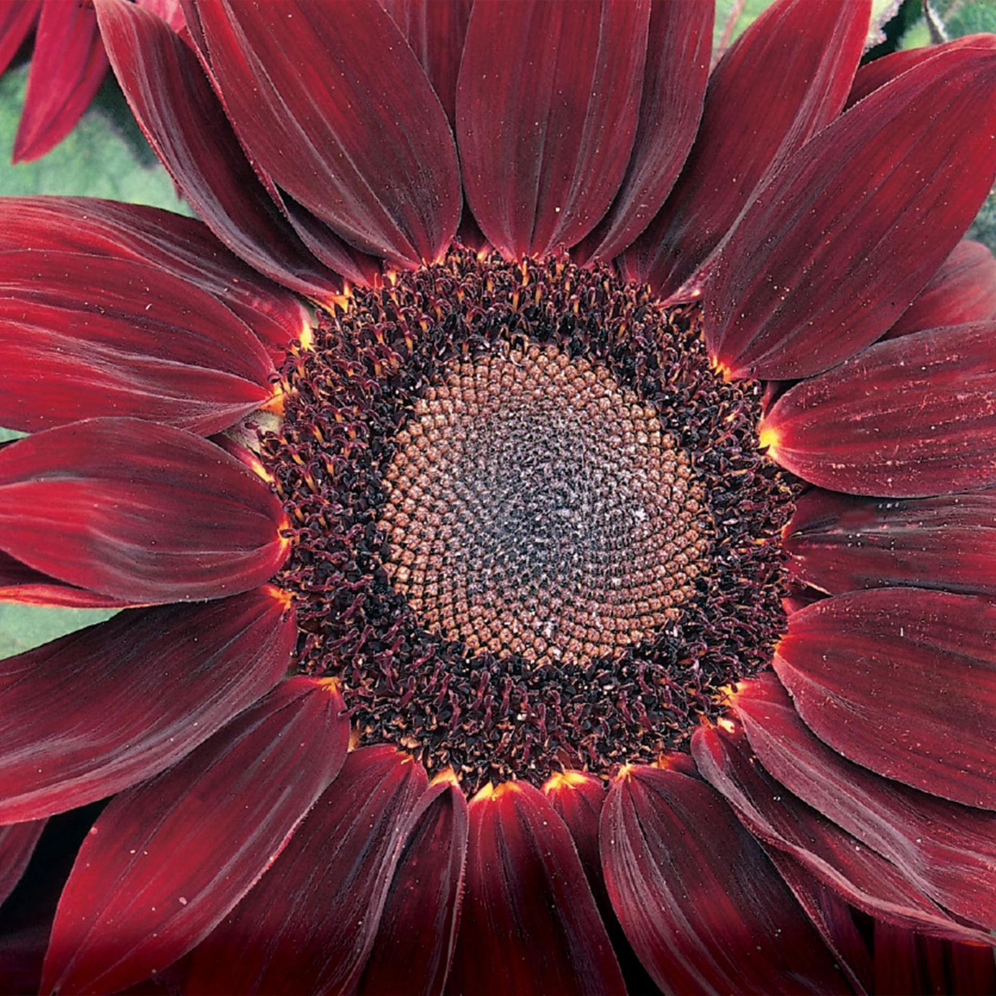 Unwins Sunflower Seed Bundle